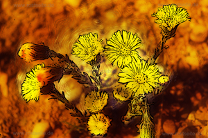 Bl&uuml;ten 07