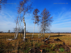 Donaumoos Birken