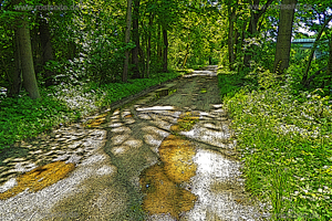 Donauwald nach dem Regen