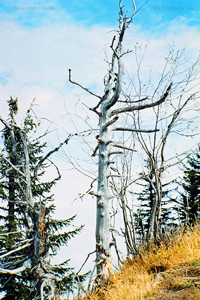 hgo_0104