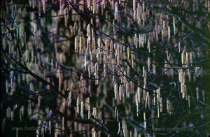 hgo_0121