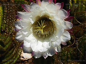 Kaktusblüte