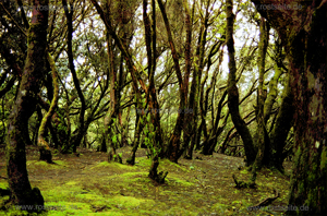 Mercedeswald Teneriffa