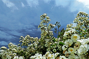 Oberelchingen Klostergarten