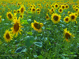 Sonnenblumen