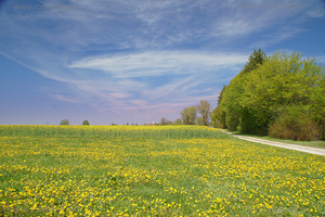 Stra&szlig;_Fr&uuml;hling